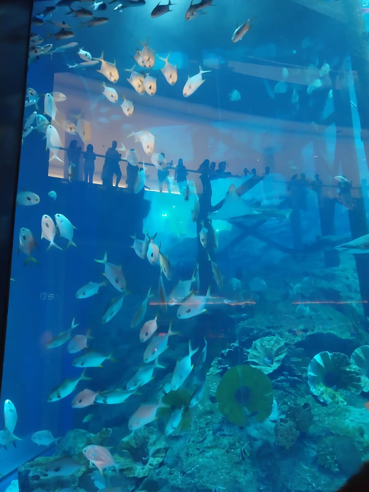 Aquarium Introduction 1