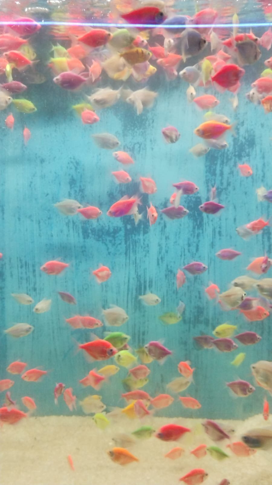 Aquarium Introduction 2